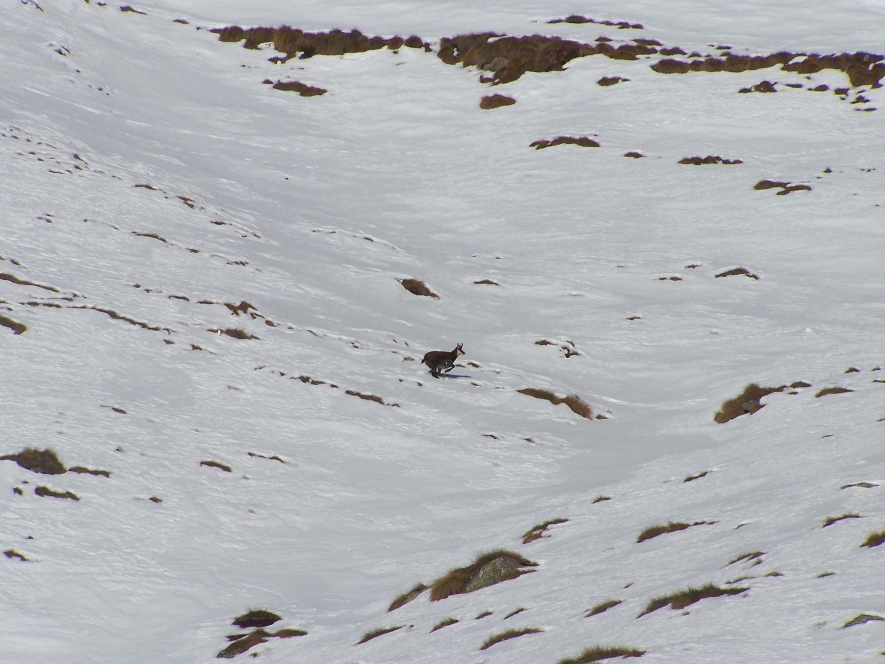 Camosci nella neve (primo)
